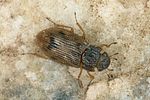 helophorus-brevipalpis2-foto-altmann