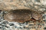 helophorus-grandis-foto-altmann