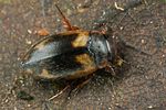 hydroporus-palustris2-foto-koehler