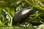 hydroporus-tristis-foto-koehler