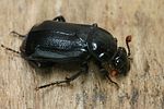 nicrophorus-humator-foto-faasen