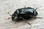 nicrophorus-humator-foto-holmes