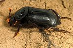 nicrophorus-humator-foto-koehler