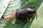 nicrophorus-humator-foto-rydzi