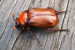 nicrophorus-humator2-foto-holmes