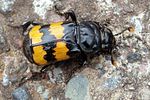 nicrophorus-interruptus-foto-martinez