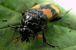 nicrophorus-interruptus-foto-rydzi