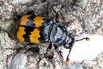 nicrophorus-interruptus2-foto-martinez