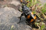 nicrophorus-interruptus2-foto-rydzi