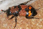 nicrophorus-investigator-foto-altmann