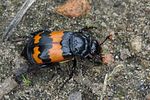 nicrophorus-investigator-foto-medger