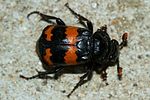 nicrophorus-investigator-foto-vanderkrieken