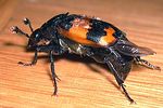 nicrophorus-investigator-foto-winzer
