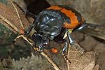 nicrophorus-investigator2-foto-medger