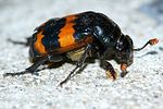 nicrophorus-investigator2-foto-vanderkrieken
