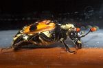 nicrophorus-vespilllo5-foto-koehler