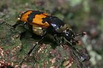 nicrophorus-vespillo-foto-faasen