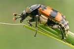 nicrophorus-vespillo-foto-gebel