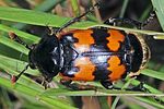 nicrophorus-vespillo-foto-keresztes