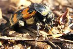 nicrophorus-vespillo-foto-koehler