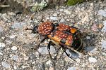 nicrophorus-vespillo-foto-rindlisbacher