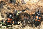 nicrophorus-vespillo-foto-rodenkirchen