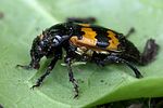 nicrophorus-vespillo-foto-rydzi
