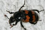 nicrophorus-vespillo-foto-vanderkrieken