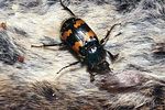 nicrophorus-vespillo2-foto-rodenkirchen