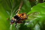 nicrophorus-vespillo3-foto-koehler