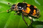 nicrophorus-vespillo4-foto-koehler