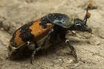 nicrophorus-vespillo6-foto-koehler