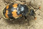 nicrophorus-vespillo7-foto-koehler