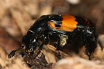 nicrophorus-vespilloides-foto-haraldseide