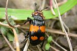 nicrophorus-vespilloides-foto-haug