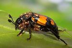 nicrophorus-vespilloides-foto-koehler