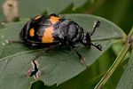 nicrophorus-vespilloides-foto-lange