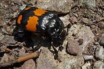 nicrophorus-vespilloides-foto-medger