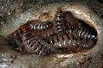 nicrophorus-vespilloides-larva-foto-haraldseide