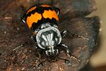 nicrophorus-vespilloides3-foto-koehler