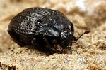 onthophilus-punctatus3-foto-koehler