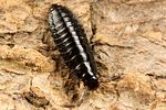 phosphuga-atrata-larve2-foto-koehler