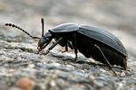 phosphuga-atrata3-foto-wmueller
