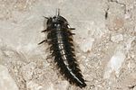 silpha-tristis-larva-foto-dodd