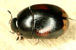 sphaeridium-scarabaeoides-foto-dvorak