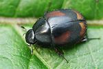 sphaeridium-scarabaeoides-foto-fgrose
