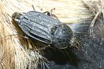 thanotophilus-sinuatus-foto-faasen