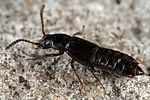 coprophilus-striatulus-foto-dewilde
