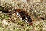 habrocerus-capillaricornis-foto-altmann