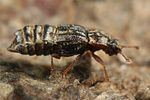 micropeplus-staphylinoides3-foto-koehler